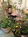 kumquat tree and tomoates in pots inside