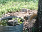 squirrel in my yard
