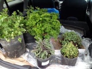 herbs in the back of my car