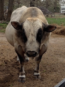 large stately bull