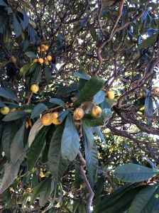 loquat tree with fruit